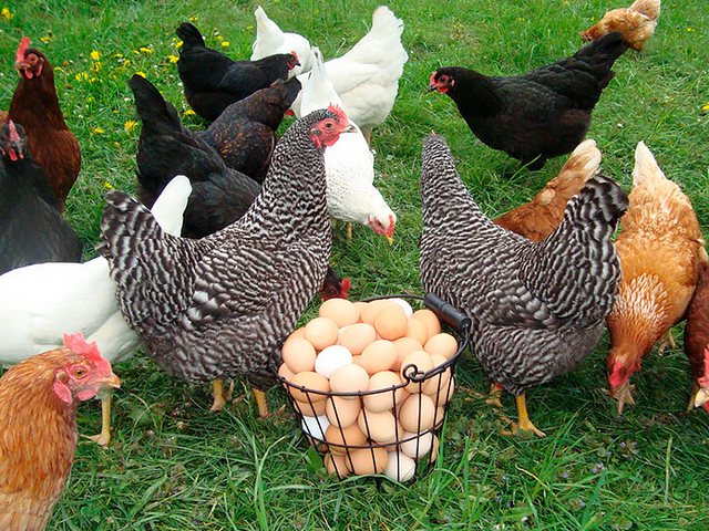 Содержание кур и уход за ними | ЗооТом - продажа, вязка и услуги для животных в Спасск-Рязанском