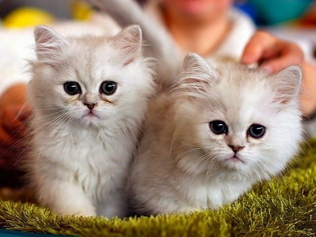 Породы кошек в Спасск-Рязанском | ЗооТом портал о животных