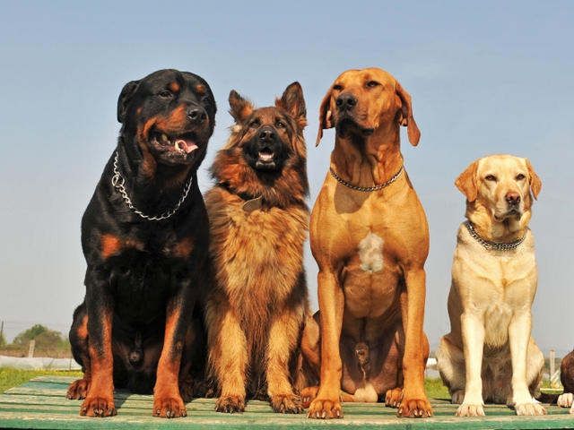 Крупные породы собак в Спасск-Рязанском | ЗооТом портал о животных