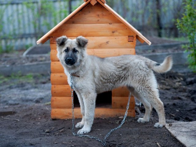 Все о собаках в Спасск-Рязанском Все о собаках в Спасск-Рязанском